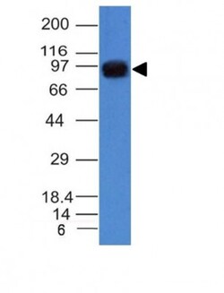 Nucleolin Antibody (NCL/902), Novus Biologicals 0.2mg; Unlabeled:Antibodies,